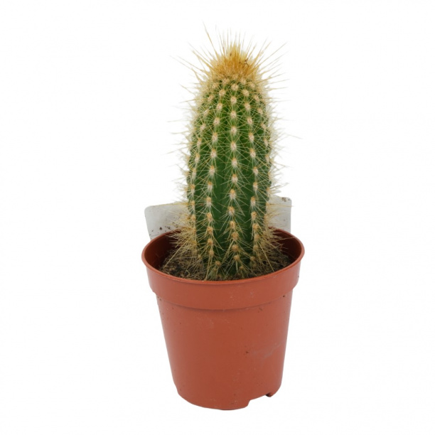 Кактус Зуил микс d5 см от магазина ЛесКонПром.ру
