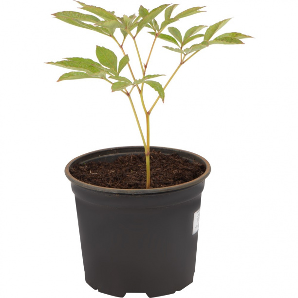 Пион микс d17 см от магазина ЛесКонПром.ру