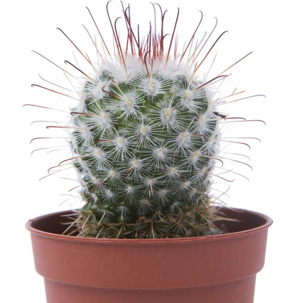 Кактус микс шар d5 см от магазина ЛесКонПром.ру