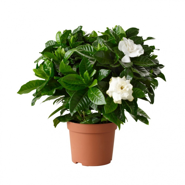 Гардения d9 см h20 см от магазина ЛесКонПром.ру