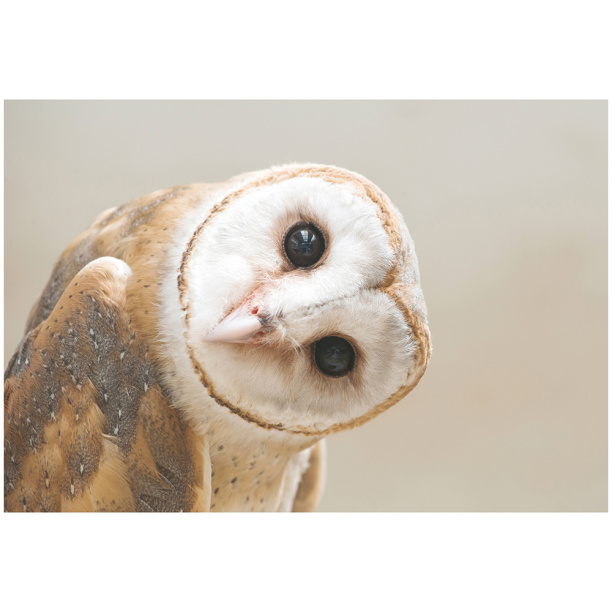 Канвас Любопытная сова 60х90 см от магазина ЛесКонПром.ру