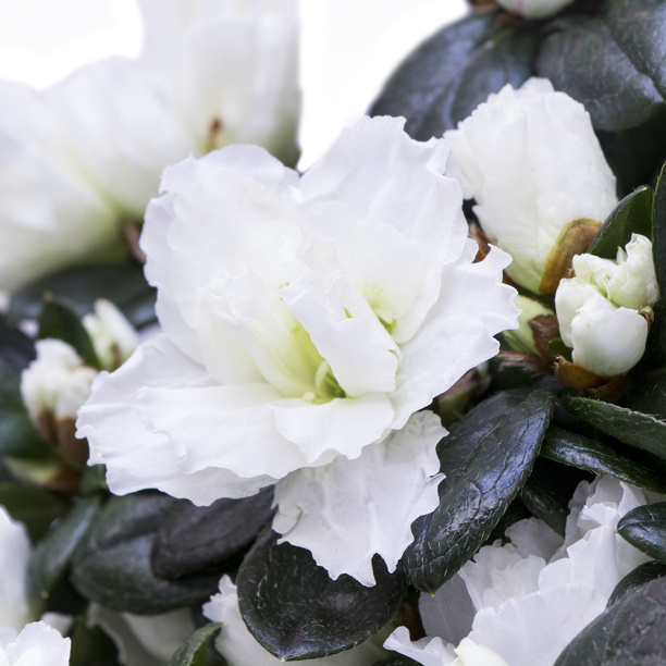 Азалия Индика микс d12 см от магазина ЛесКонПром.ру