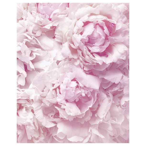 Картина на стекле Розовые пионы 40х50 см от магазина ЛесКонПром.ру