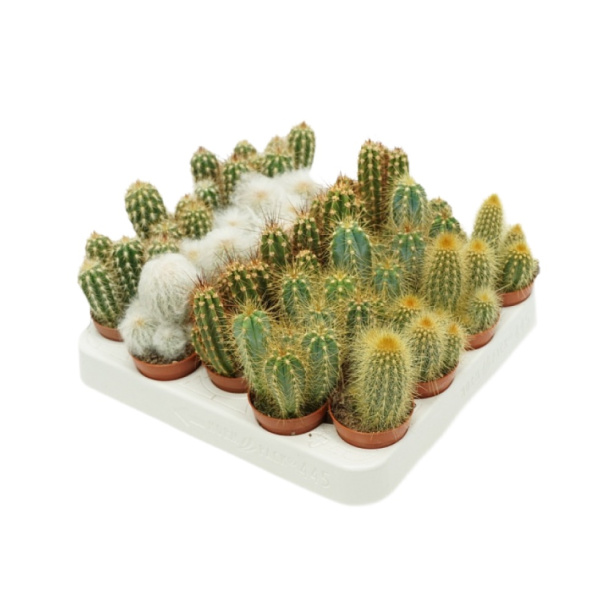 Цереус Микс d5 см от магазина ЛесКонПром.ру