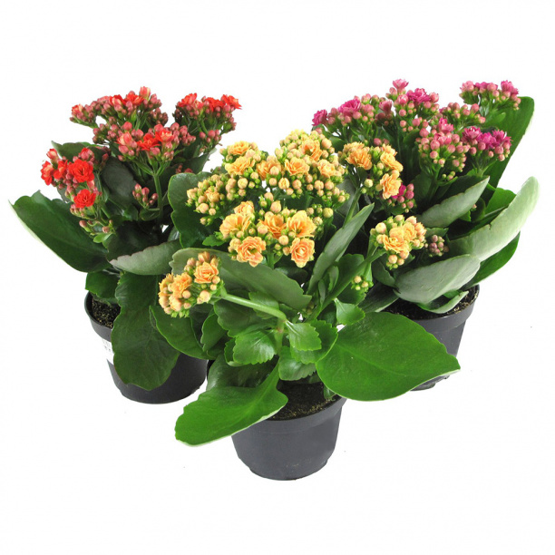 Каланхоэ d12 см от магазина ЛесКонПром.ру