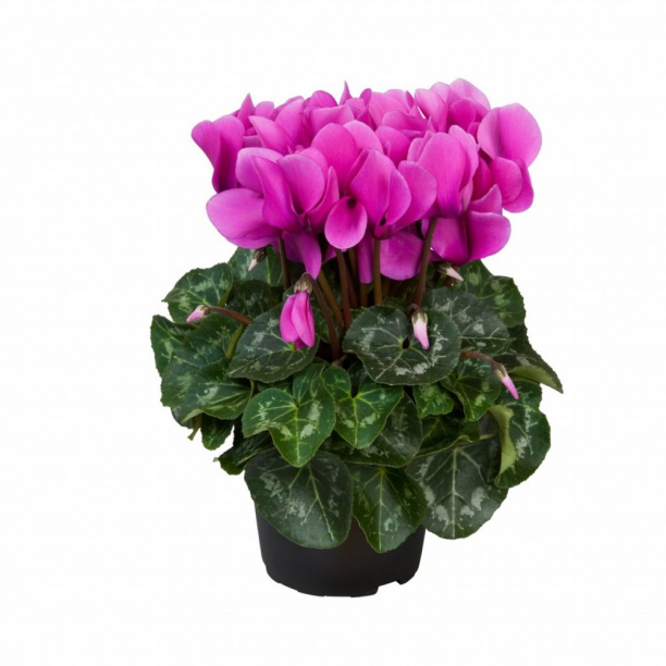 Цикламен d15 см от магазина ЛесКонПром.ру