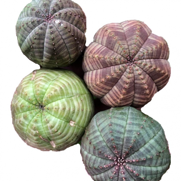 Эуфорбия Обеса d7 см от магазина ЛесКонПром.ру