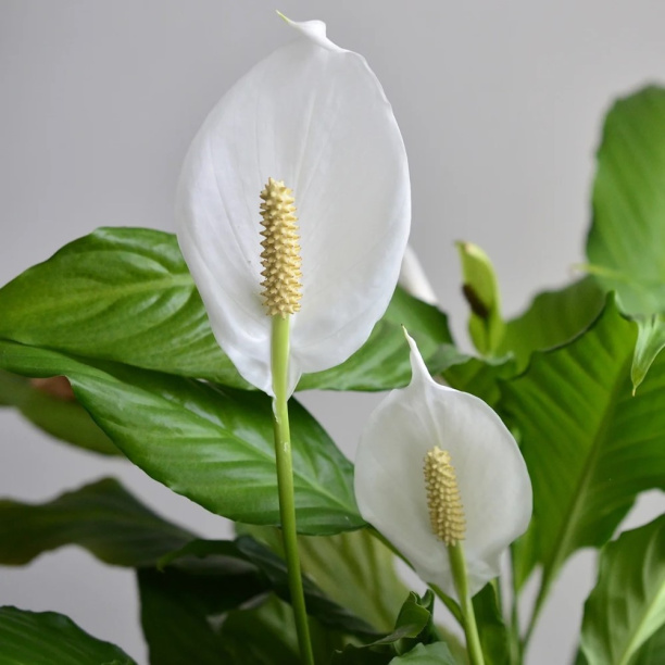 Спатифиллум d24 см h150 см от магазина ЛесКонПром.ру