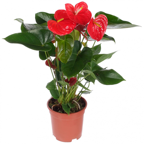 Антуриум микс d12 см от магазина ЛесКонПром.ру