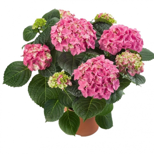 Гортензия d14 см микс от магазина ЛесКонПром.ру