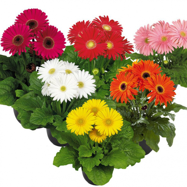 Гербера d11 см от магазина ЛесКонПром.ру