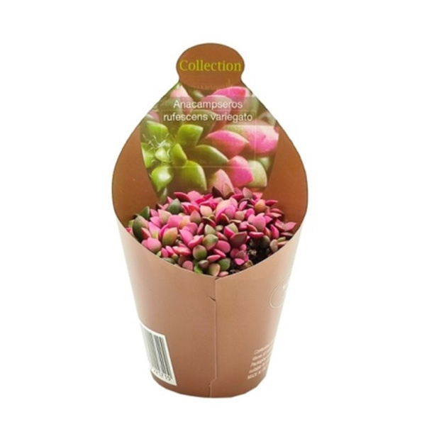 Анакампсерос Вариегата d6 см от магазина ЛесКонПром.ру