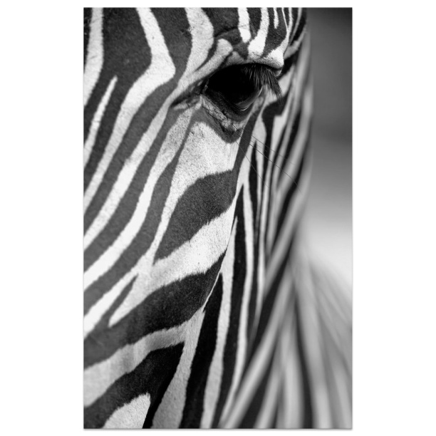 Канвас 70х110 см Зебра от магазина ЛесКонПром.ру