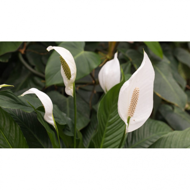 Спатифиллум d12/13 см от магазина ЛесКонПром.ру