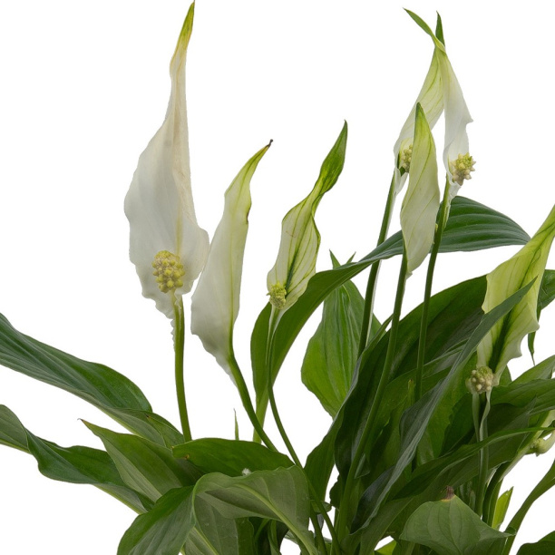 Спатифиллум d17 см h75 см от магазина ЛесКонПром.ру