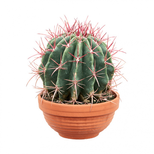 Ферокактус d19 см h20 см от магазина ЛесКонПром.ру