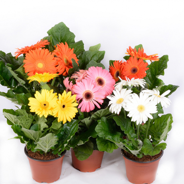 Гербера d15 см от магазина ЛесКонПром.ру