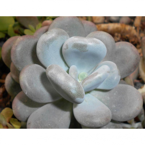 Пахифитум OVIFERUM d5,5 см от магазина ЛесКонПром.ру