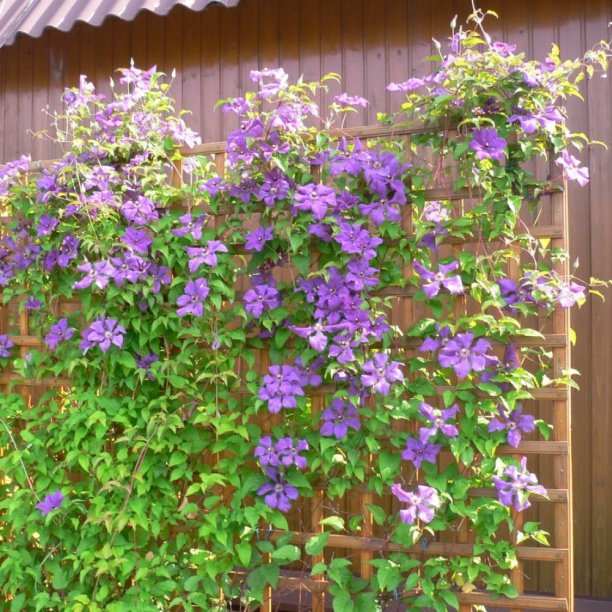 Заборная секция Квадрат 180x180 см Lavrussia от магазина ЛесКонПром.ру