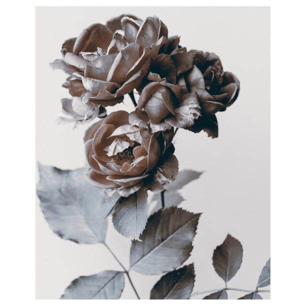 Картина на стекле Винтажные розы 40х50 см от магазина ЛесКонПром.ру