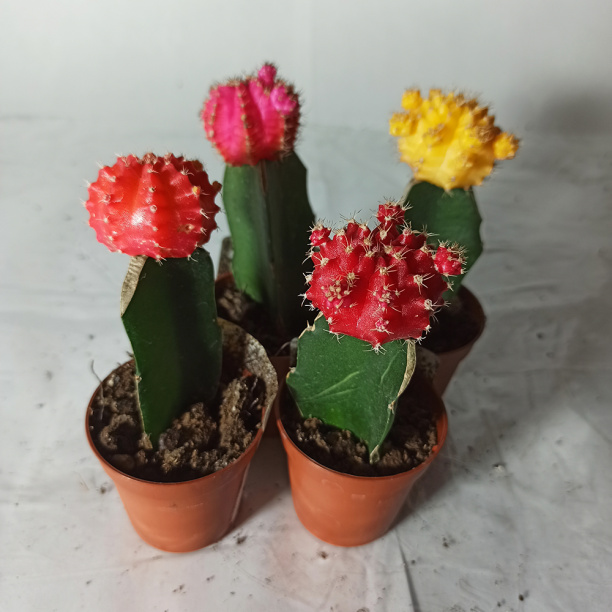 Кактус Гимнокалициум Балдианум d5 см от магазина ЛесКонПром.ру