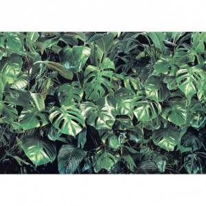 Фотообои бумажные KOMAR Тропическая зелень 368х254 см