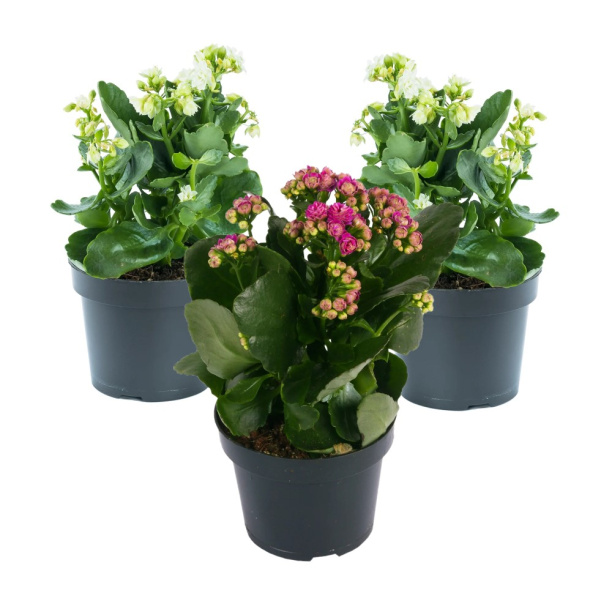 Каланхоэ Росалина микс d7 см от магазина ЛесКонПром.ру